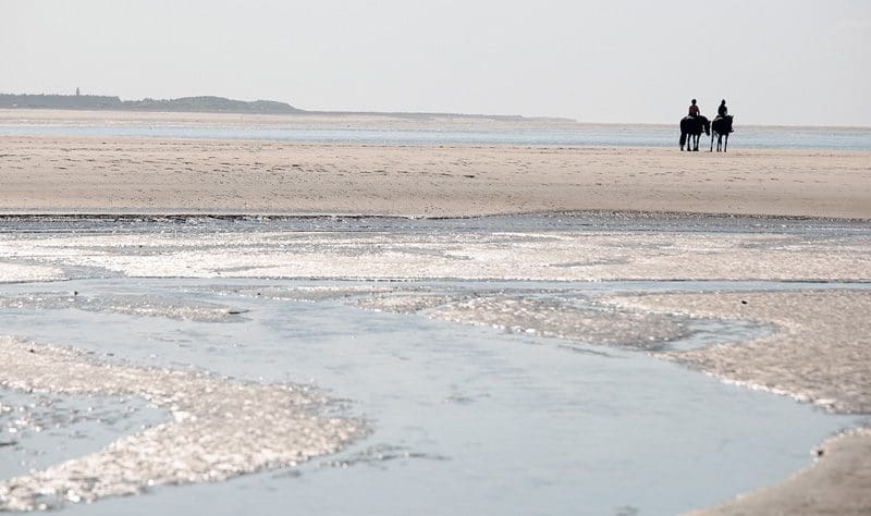 zeehonden spotten frankrijk