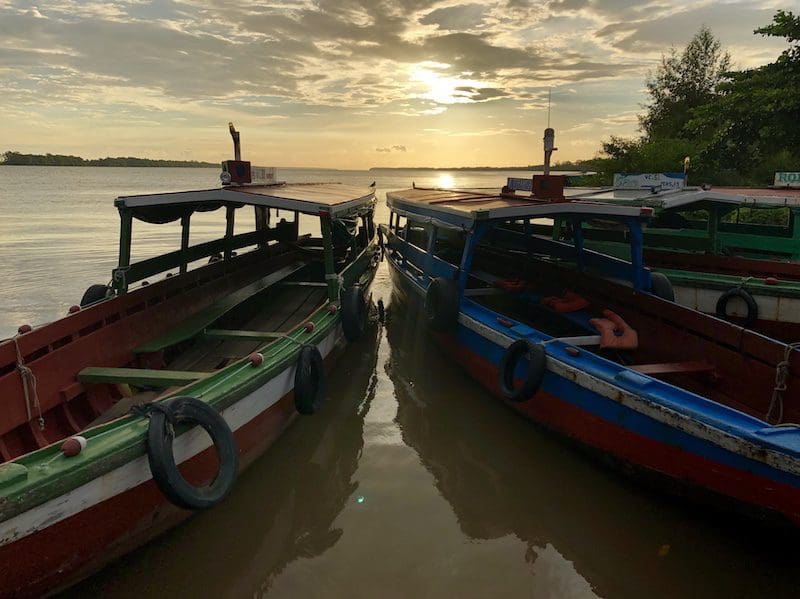 dolfijnen spotten paramaribo