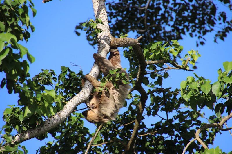 luiaard paramaribo kekemba